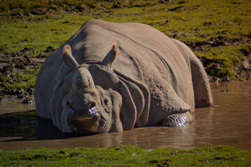 rhino bathing in water in a field © edfitzgerald