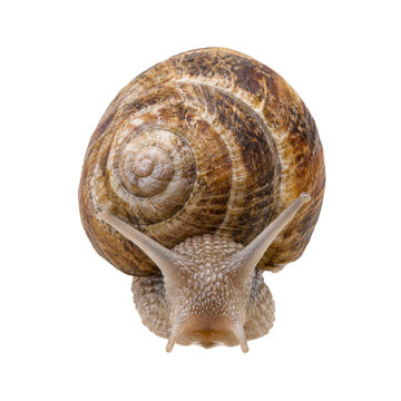 A detailed close-up of a garden snail with a textured brown shell isolated on white background