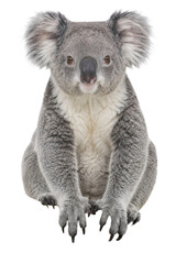 A front view of a fluffy koala sitting against a clean white background for easy isolation © Sapphire