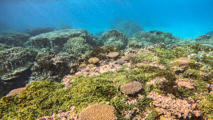 Mixed Corals and Algae on a Shallow Lagoon Reef © Kaitlind