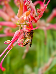 The bees are sucking nectar from the flower's pollen. © yaisirichai