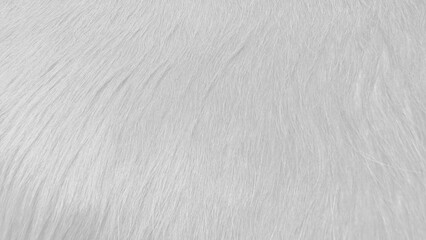Luxury soft white faux fur texture background close up macro details clean fluffy animal hair carpet wool rug fleece material for cozy winter fashion interior textile background full frame closeup. © WONGSAKORN