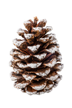 Single pine cone with artificial snow dusting isolated on a clean white background for winter
