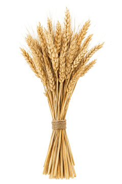 A rustic bundle of golden wheat stalks tied with twine isolated on a clean white background