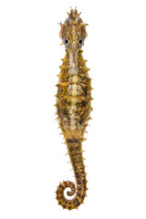 Detailed portrait of a spotted seahorse isolated against a clean white background for design © Sapphire
