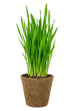 Fresh green wheatgrass growing in a biodegradable peat pot isolated on a white background
