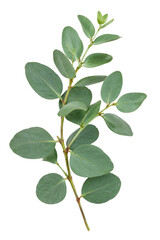 Fresh green eucalyptus branch with rounded leaves isolated on a clean white background © Sapphire