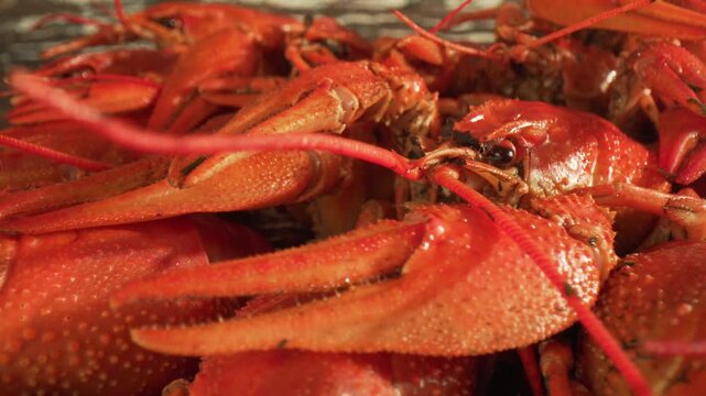 Freshly cooked red crayfish lying on a metal surface close up view.