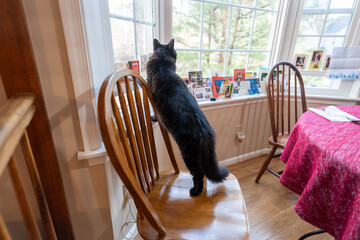 Black cat standing on a chair looking out a window © Zach