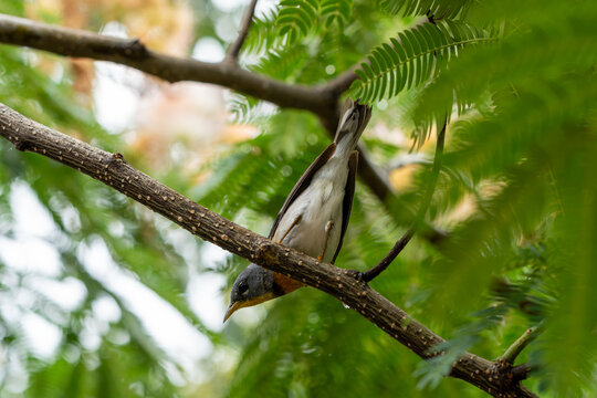 Northern Parula looking down from a mimosa tree branch with tailfeathers in the air