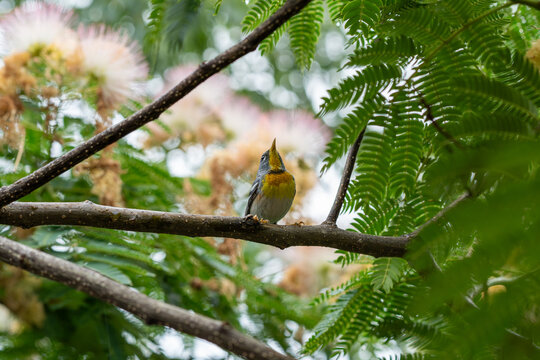 Northern Parula perched on a mimosa tree branch while looking up