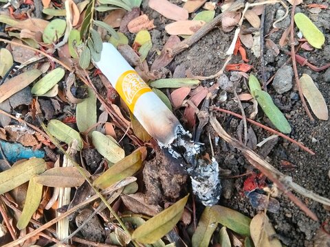 Discarded cigarette butt with burnt ash lying on dry ground among fallen leaves dirt and twigs, Dji Sam So 234 kretek cigarette litter environmental pollution issue