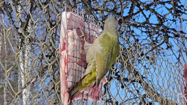The green woodpecker pecks at the lard hanging on the fence.