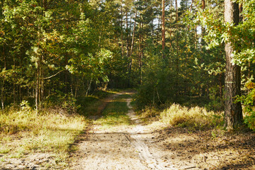 las,leśna droga,jesień  © Marcin Łazarczyk