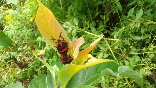 Two Fire Bugs (Pyrrhocoris apterus) Mating on a Green Leaf &ndash; Close-Up Nature Photography