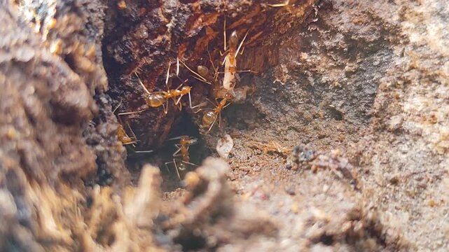 Red ants carry food across the crevices of a moss covered tree trunk in the garden.