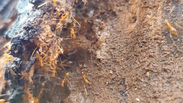 Red ants carry food across the crevices of a moss covered tree trunk in the garden.