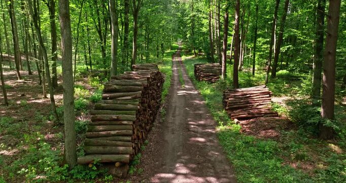 Stacked cut wood by a forest footpath at sunrise, Poland.