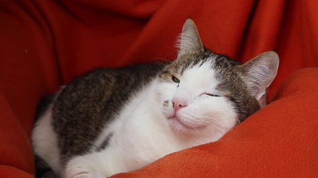 Domestic cat resting on a bright orange blanket. Portrait of a cute pet in a cozy home atmosphere. Cute striped cat close-up on a red blanket. Calm pet. Close-up of a squinted cat's face, animal care