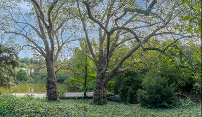 Fototapeta premium Paris, France - 10 04 2026: Park des Buttes Chaumont. Panoramic view of remarkable oriental plane trees in the park
