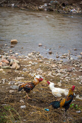 ducks in the water © BOONSOM