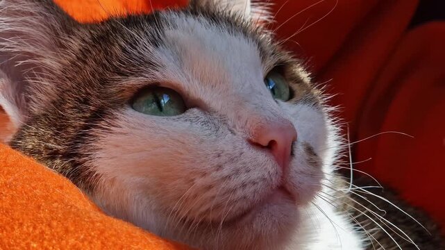 Domestic cat resting on a bright orange blanket. Portrait of a cute pet in a cozy home atmosphere. Cute striped cat close-up on a red blanket. Calm pet. Close-up of a squinted cat's face, animal care