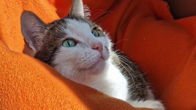 Domestic cat resting on a bright orange blanket. Portrait of a cute pet in a cozy home atmosphere. Cute striped cat close-up on a red blanket. Calm pet. Close-up of a squinted cat's face, animal care
