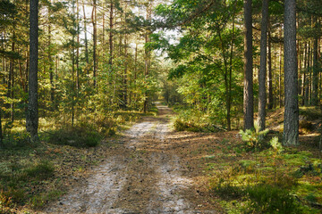 las,leśna droga,jesień  © Marcin Łazarczyk