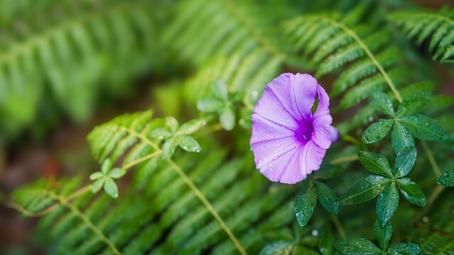 Purple morning glory flower blooming among green leaves and fern foliage