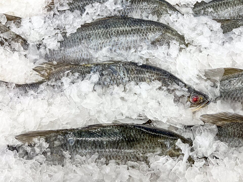 Close up raw of fresh Lates calcarifer fish on ice in super market.Fresh fish freezing on ice with copy space at seafood market or supermarket.