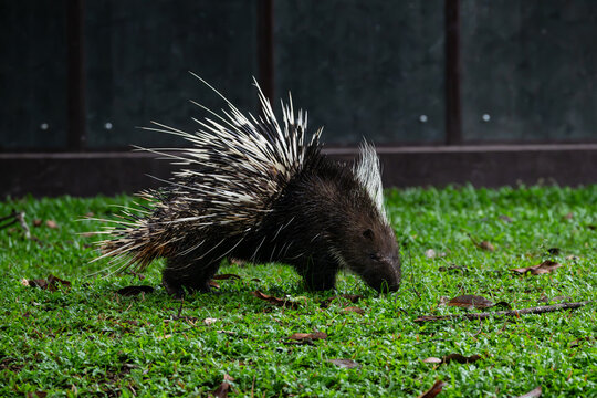 Large porcupine (Malayan Porcupine) on green glass in the forest.Wildlife photography in the nature jungle woods.