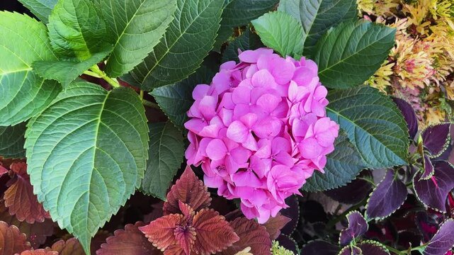 Cultivated pink hortensia among the different coleus at overcast day