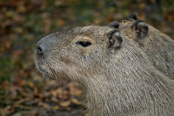 Close-Up Profile Portrait of a Capybara Outdoors © Miro