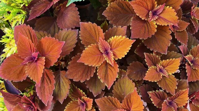 Bush of the cultivated coleus with reddish-brown serrated leaves