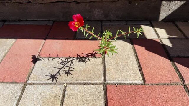 Red rose moss stem growing through crack between paving tiles