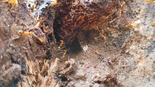 Red ants carry food across the crevices of a moss covered tree trunk in the garden.