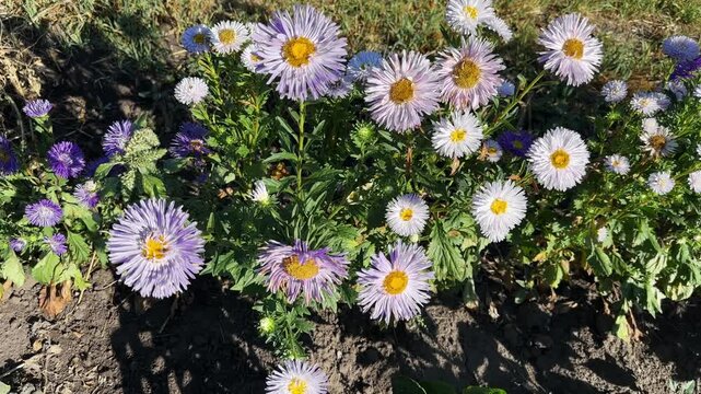 Bushes of blooming light purple aster at sunny morning