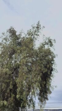 Tree Against a Bright Overcast Sky