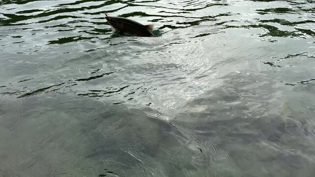 Freshly arrived spawning king salmon fighting with fishermen in Skagit river during the autumn fall fishing season 