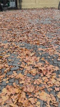 Wet autumn leaves on urban pavement