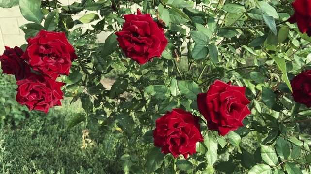 Dark red rose flowers on a bush at sunny day