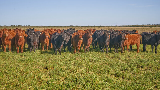 Large herd of young red and black Angus calves facing the camera in green pasture, flat Argentine pampas