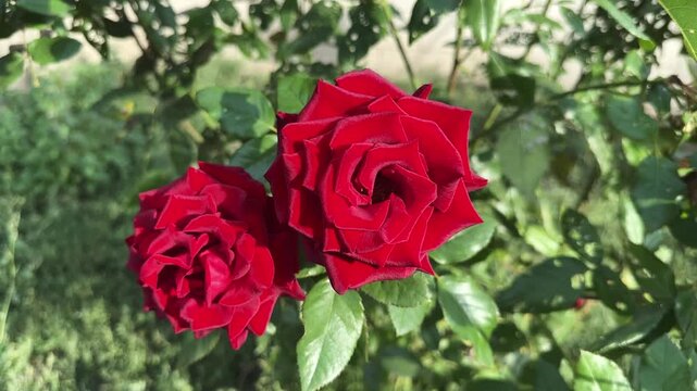 Dark red rose flowers on a bush at sunny day