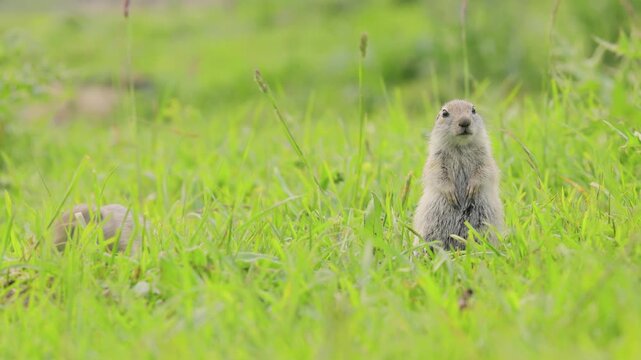 Two alert prairie dogs standing in vibrant green meadow observing their surroundings in natural light.