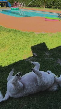White Dog Lying on Grass Near Swimming Pool