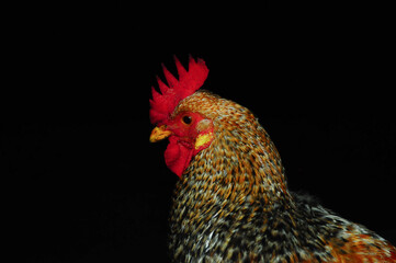 rooster on black background © Aigars