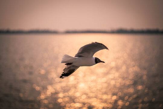 seagull in the sunset