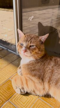 Relaxed Orange Tabby Cat Resting on Wooden Floor