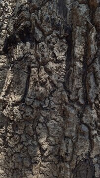 Casca da &aacute;rvore, textura caule