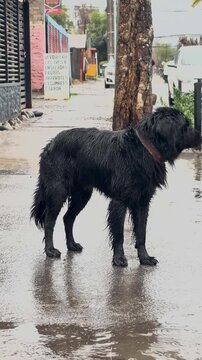 Dog walking through flooded street during rain
